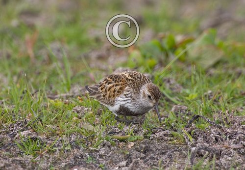 Dunlin DM1039